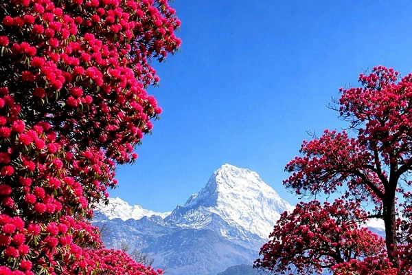 Annapurna Base Camp Trek in April