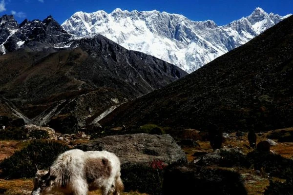 Complete Guide Trek to Everest Base Camp | Tips | Difficulty