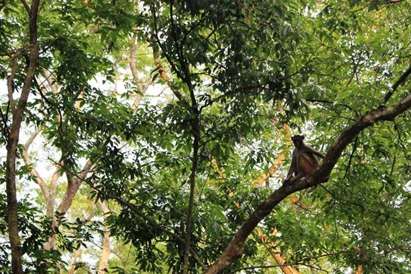 Act to Save Wildlife