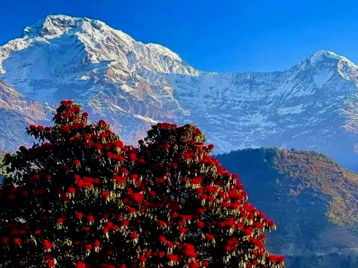 ABC Trek from Pokhara