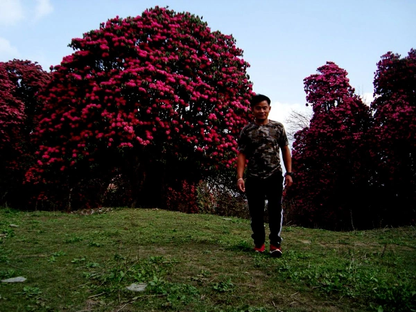 Annapurna poon hill trek spring season