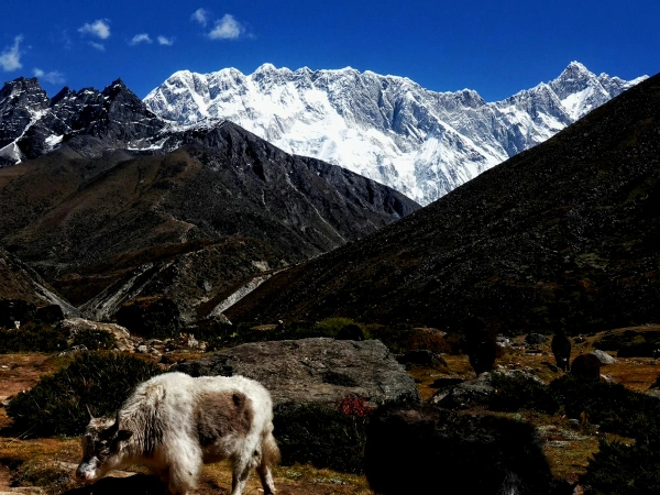 Yak mountain view from machherma gokyo trek