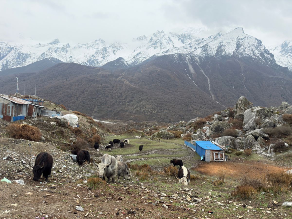 Yak grazing in Kyanjin Gompa village.