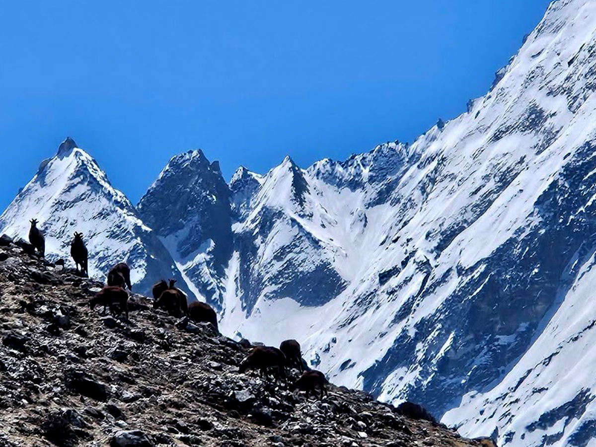 Nepal langtang trekking route