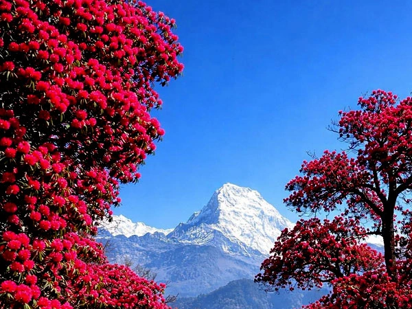 Short Annapurna Base Camp Trek