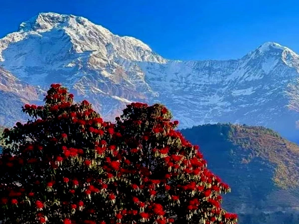 Abc Trek From Pokhara