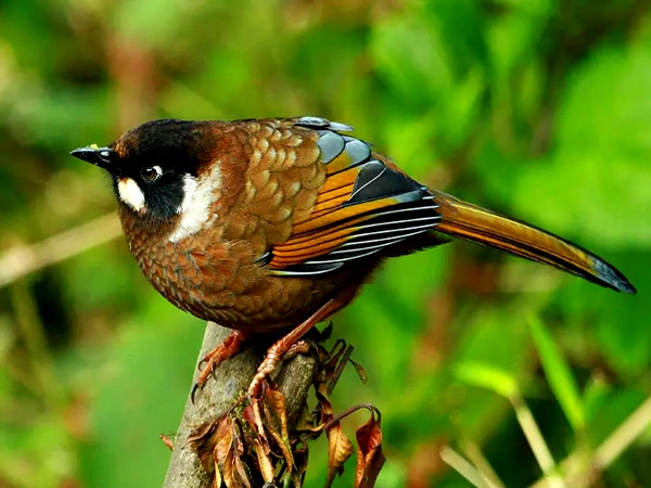 Bird Watching Chitwan National Park Tour