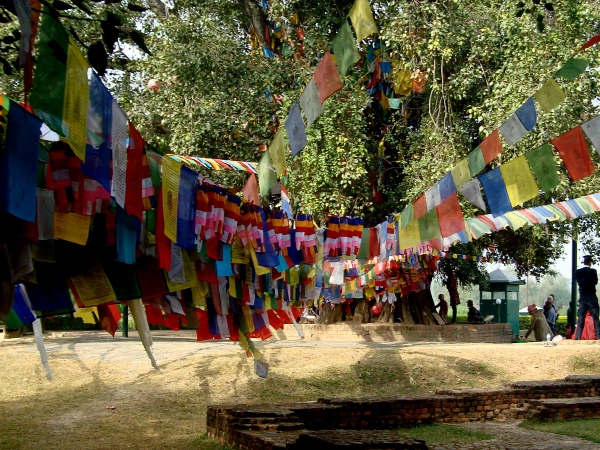 Body Tree Tour Lumbini