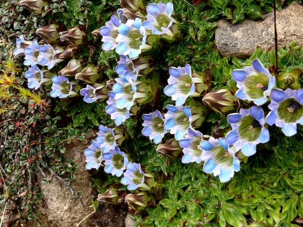 Flora Fauna Everest Three Passes Trek