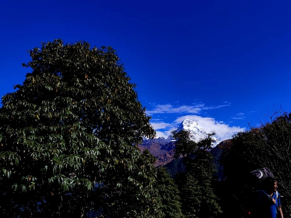 Himchuli View From Ulleri Kaski Abc Trek