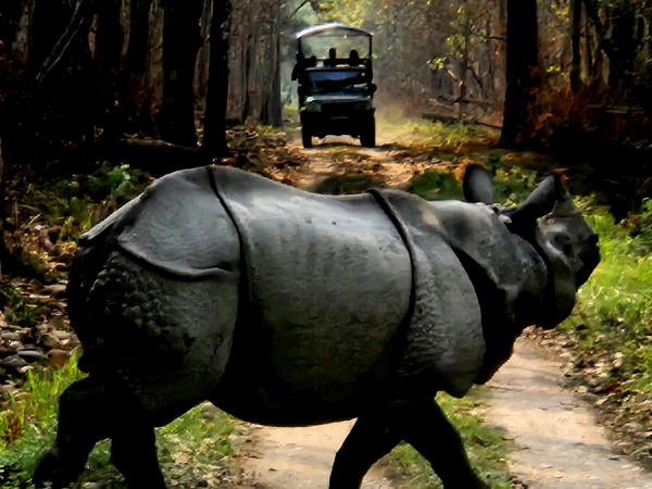 Jeep Safari Chitwan National Park