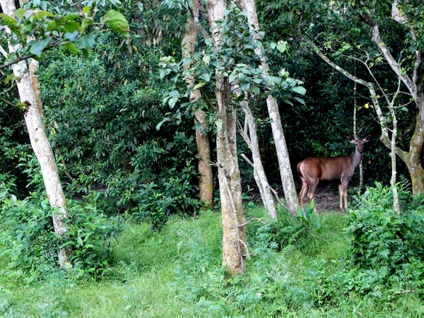 Jungle Walk In Chitwan National Park Tour