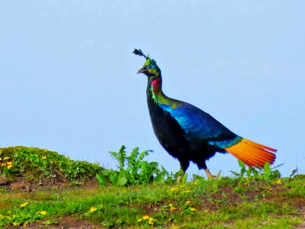 Nepal Mardi Himal Trek
