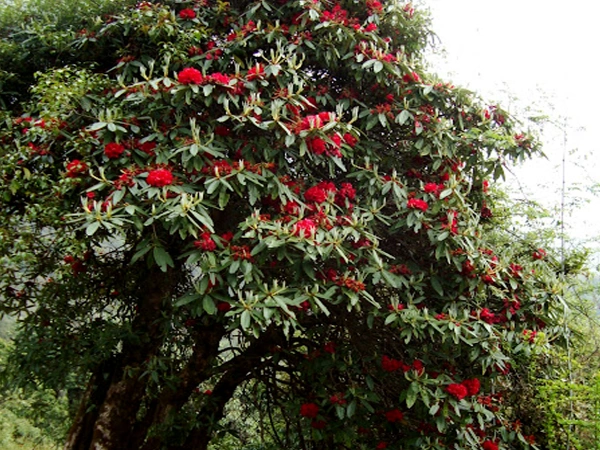 Poon Hill Trek Spiring Season