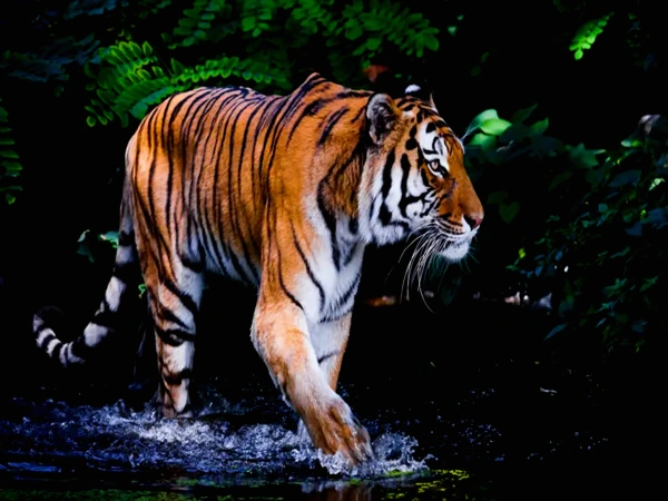 Wild Hungry Tiger Chitwan National Park
