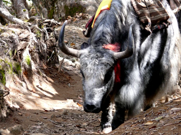 Yak Lobuche Peak Climb