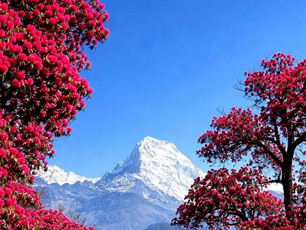 Poon Hill Hiking