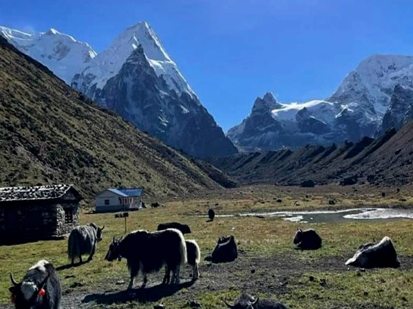 Kanchenjunga Base Camp Trek