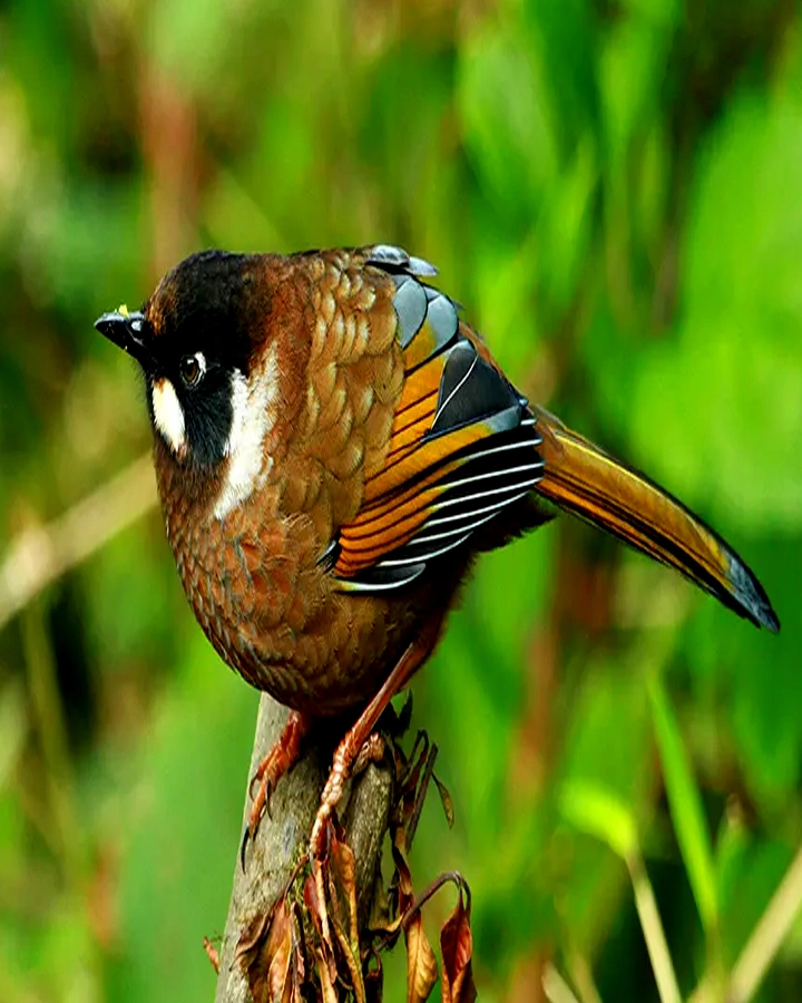 Explore Chitwan National Park for 2 Nights 3
