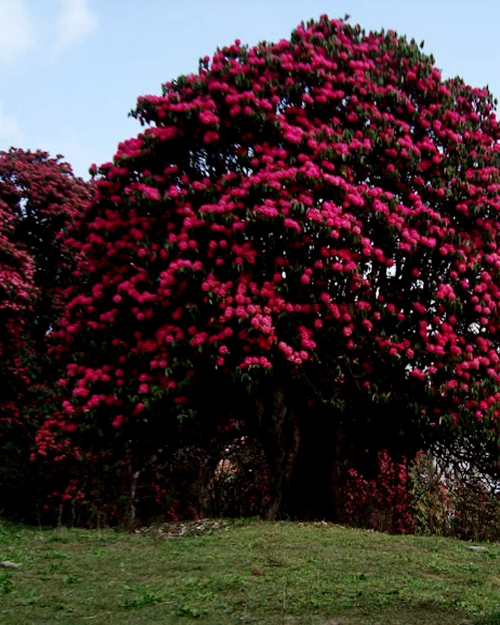 Why Visit Poon Hill